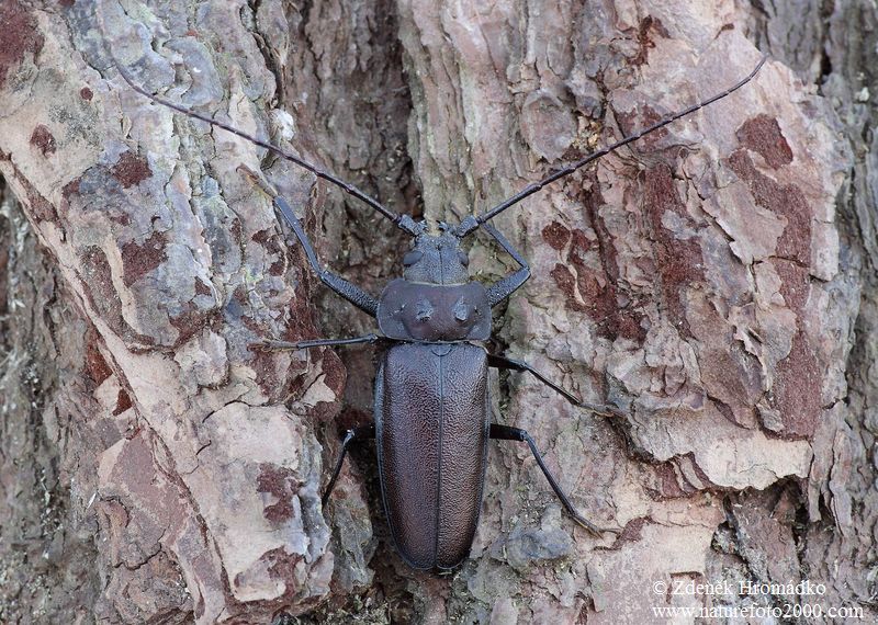 tesařík zavalitý, Ergates faber (Linnaeus, 1761), Cerambycidae, Prioninae (Brouci, Coleoptera)